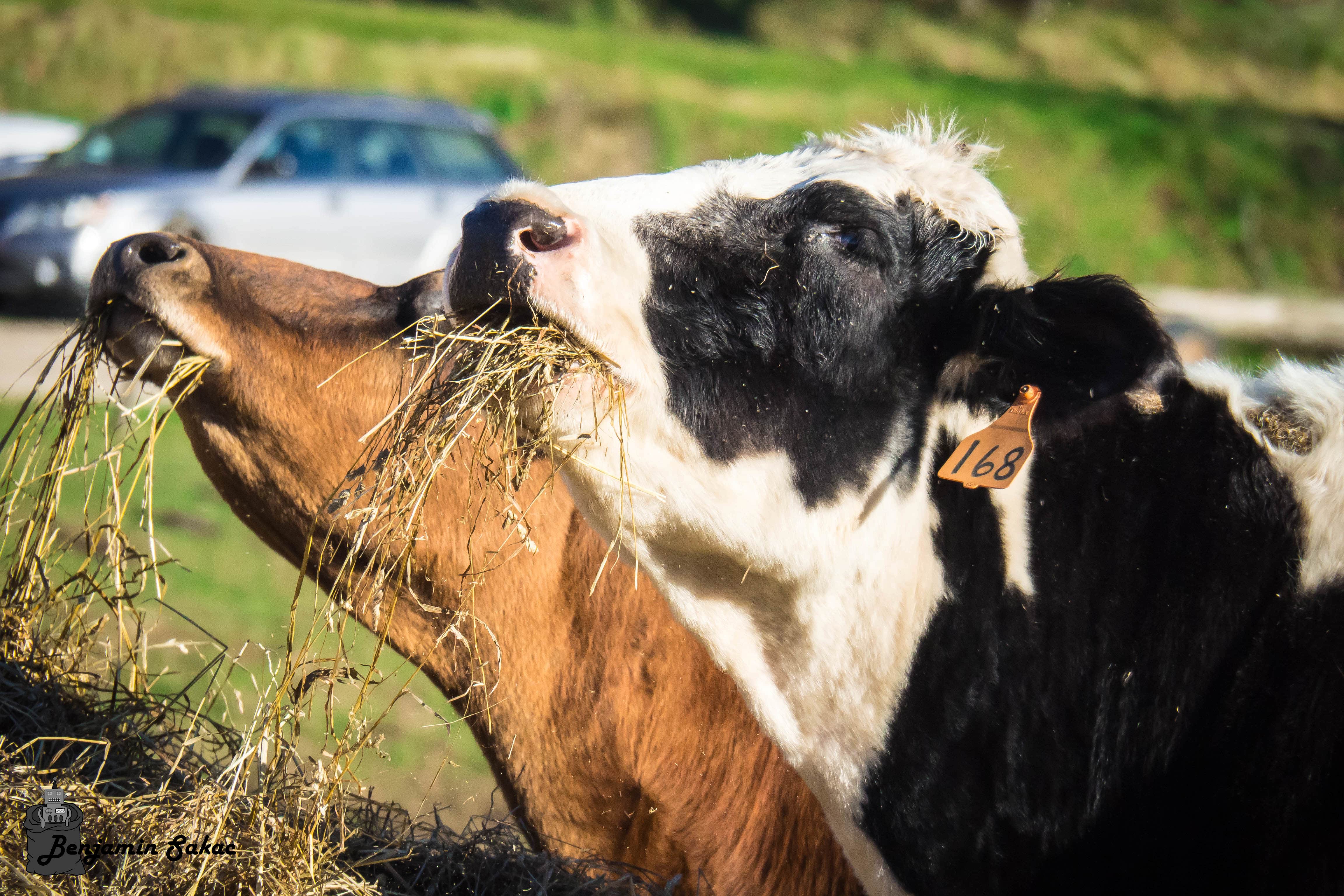 Cows eating hay on a farm