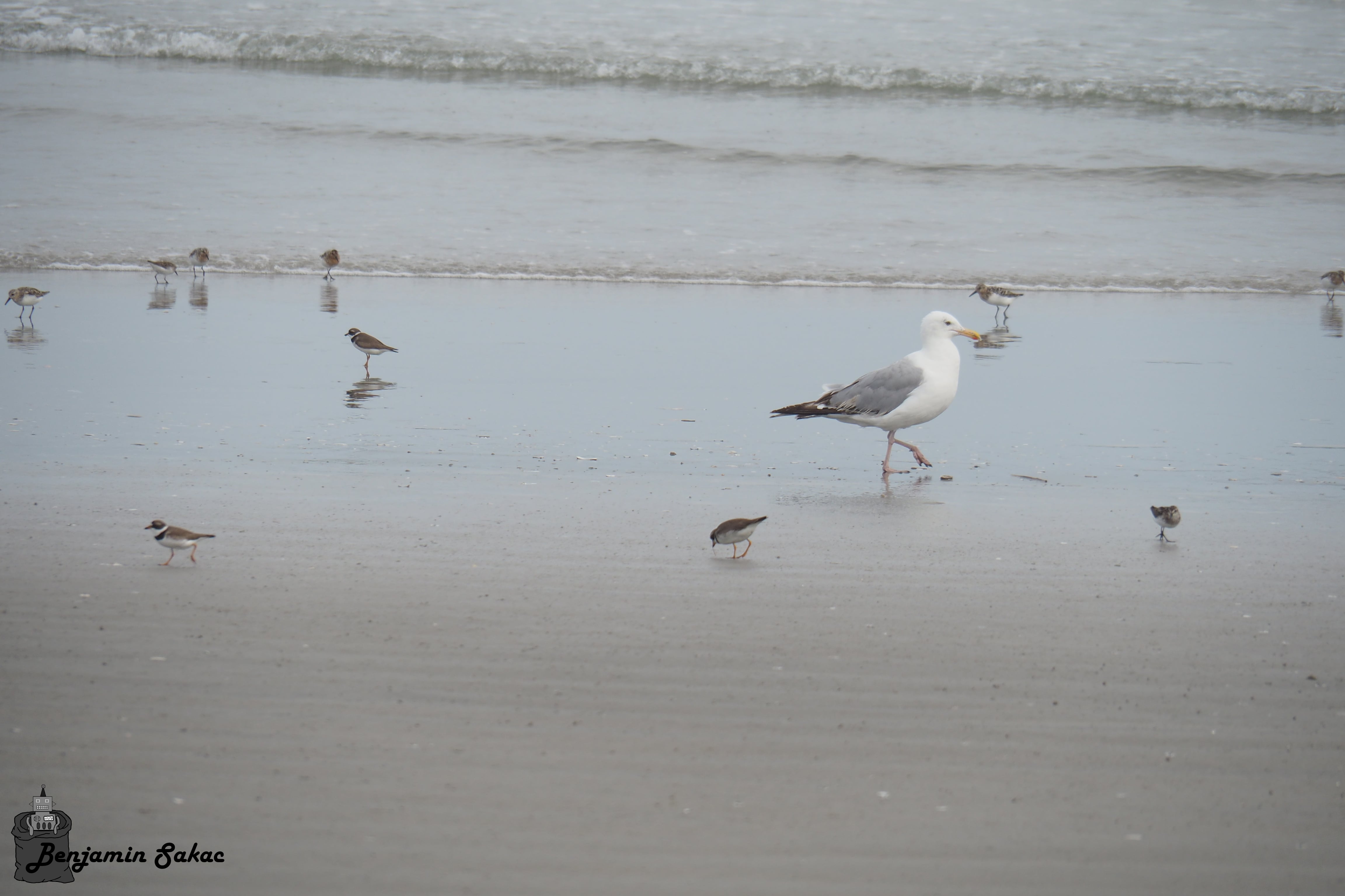 One adult seagull surrounded by many younger ones on the beach