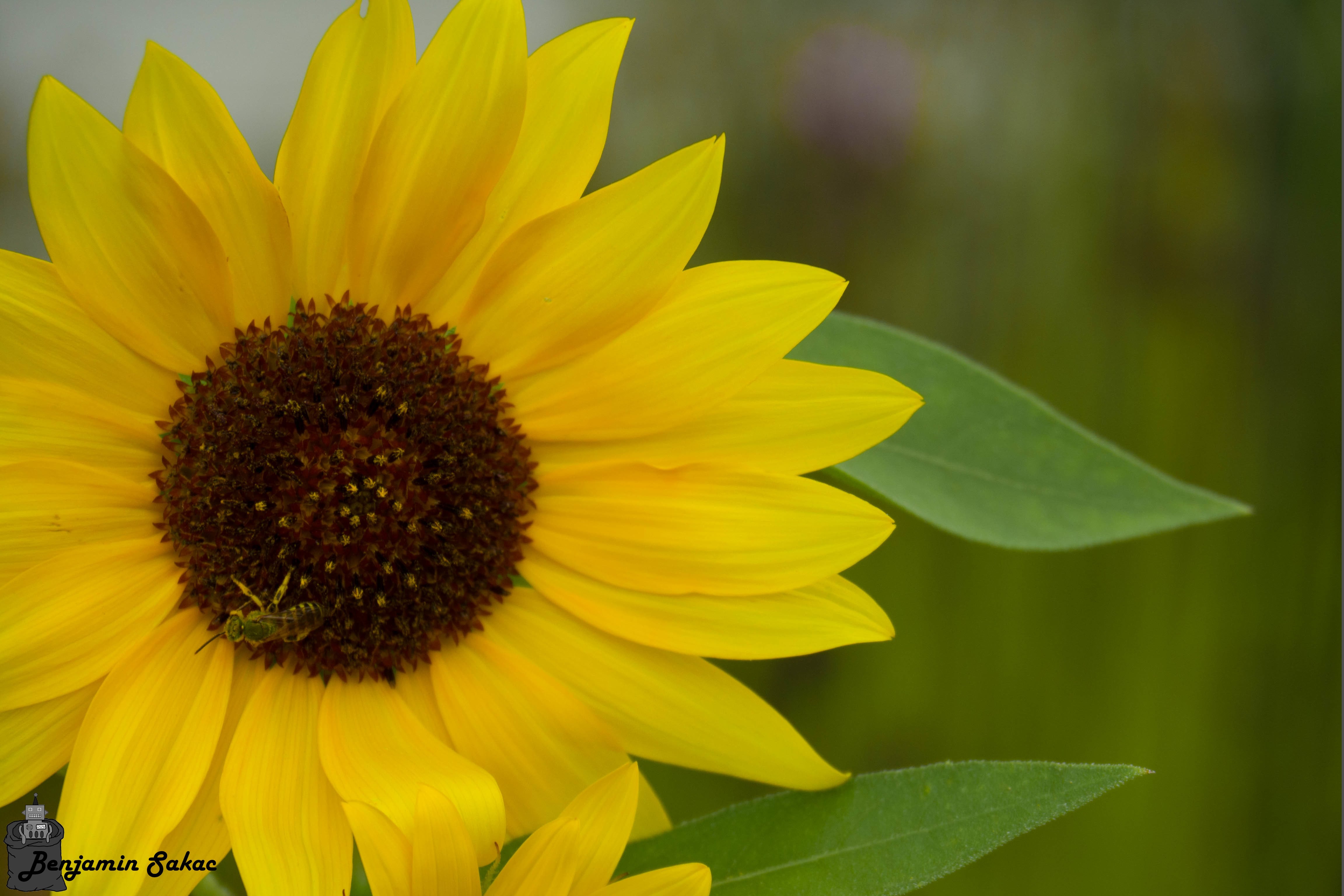 Bee on a sunflower